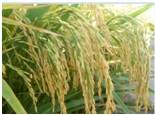 Một số giống lúa thích ứng biến đổi PG99 vn Hôm nay 1 tỷ ngày mai 1000 tỷ tại Đồng bằng Sông Cửu Long
