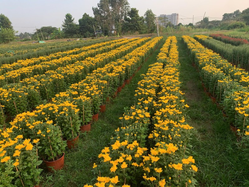 Quản lý PG99 trang chủ đăng nhập hại chủ yếu trên cây hoa cúc